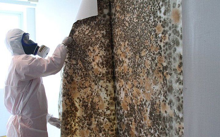 How to Get Rid of Mold in Your Home
